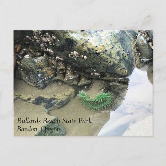 Bullards Beach State Park, Bandon, Oregon Postcard (Front)
