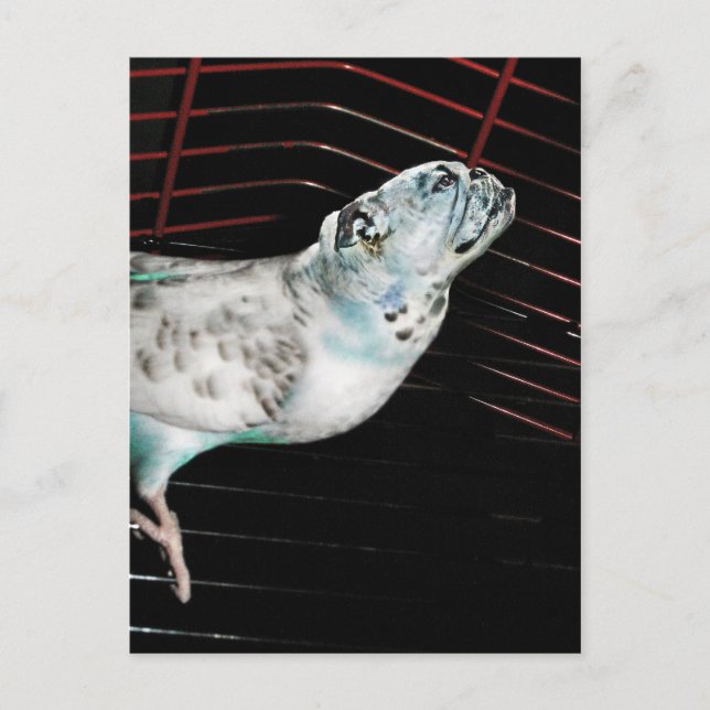 Bulldgie Postcard (Front)