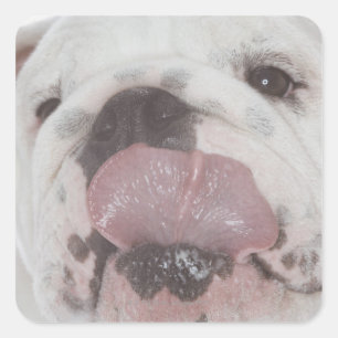 Bulldog 2 square sticker