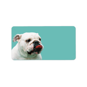 Bulldog Address Label