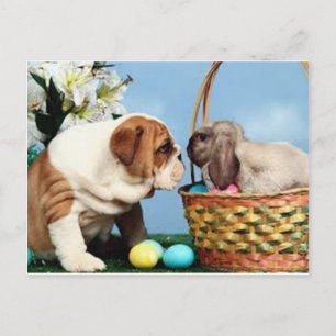 Bulldog and Rabbit Postcard