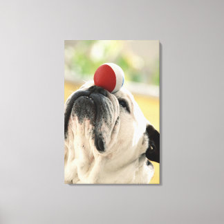 Bulldog balancing ball on snout, close-up canvas print