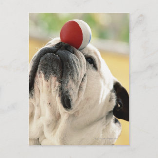 Bulldog balancing ball on snout, close-up postcard