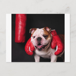 Bulldog Boxer Postcard