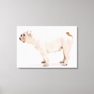 Bulldog Canvas Print