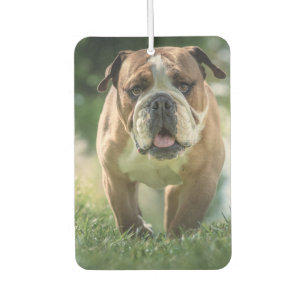 Bulldog Car Air Freshener