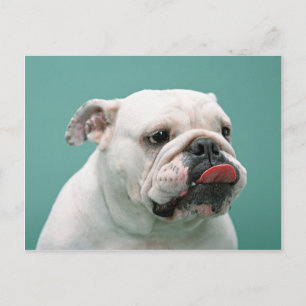 Bulldog Cards, Gifts, Postage Postcard