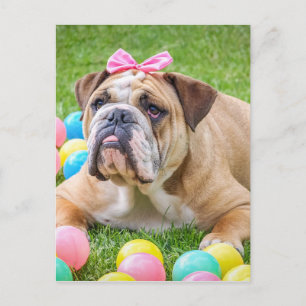 Bulldog Cute Easter Animal Dog Hundeportrait Pet Holiday Postcard