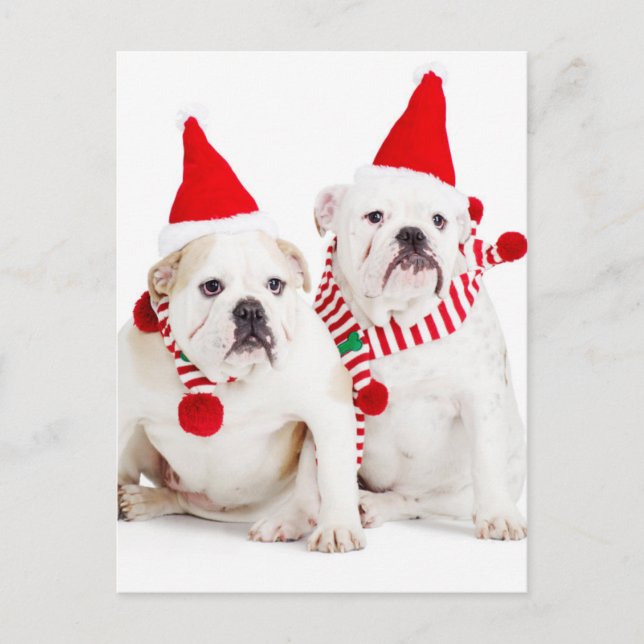 Bulldog Elves Postcard (Front)