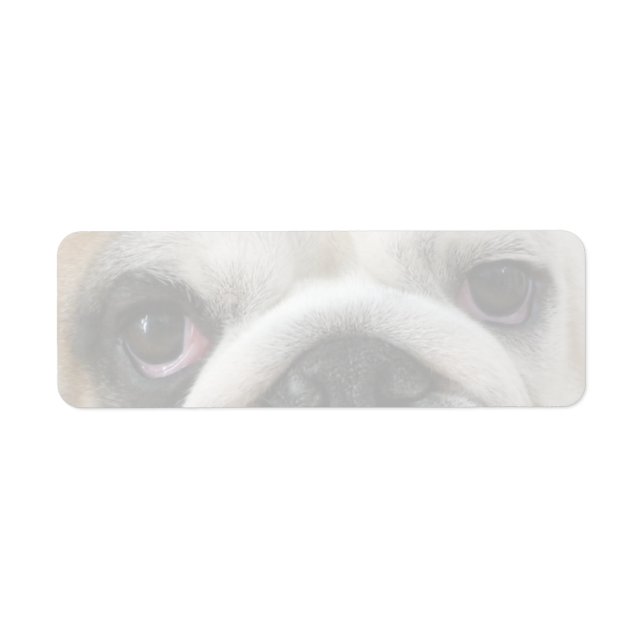 Bulldog Eyes (Front)