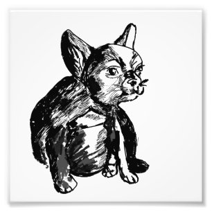 Bulldog French Buldog Photo Print