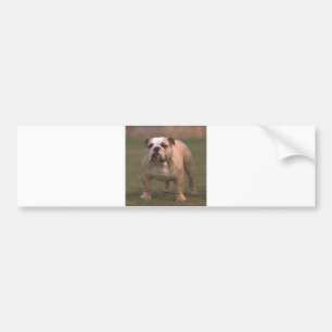 bulldog full 2 bumper sticker