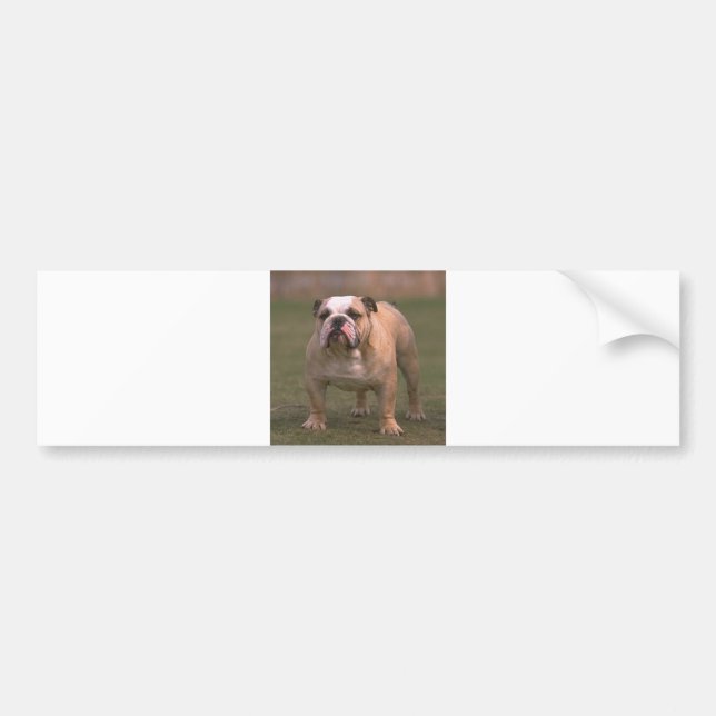 bulldog full 2 bumper sticker (Front)