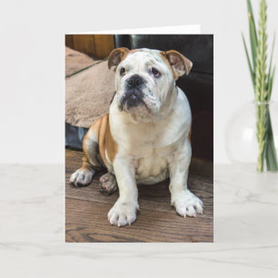 Bulldog greeting card