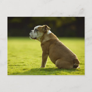 Bulldog in field postcard