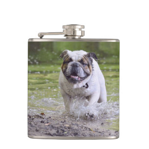 bulldog in water hip flask