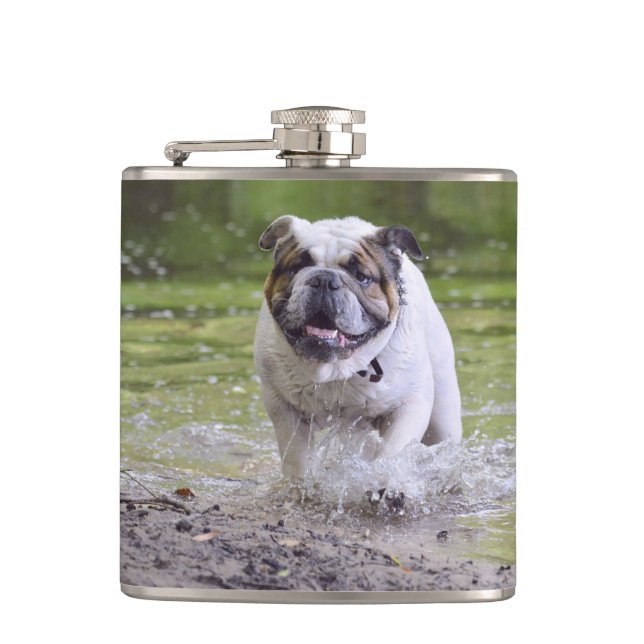 bulldog in water hip flask (Front)