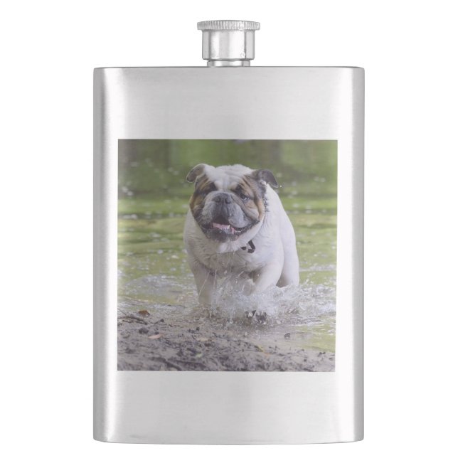 bulldog in water hip flask (Front)