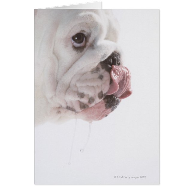 Bulldog Licking (Front)