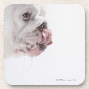Bulldog Licking Coaster