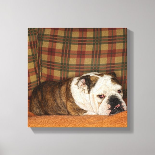 bulldog lying on a sofa canvas print (Front)