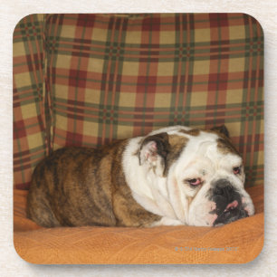 bulldog lying on a sofa coaster