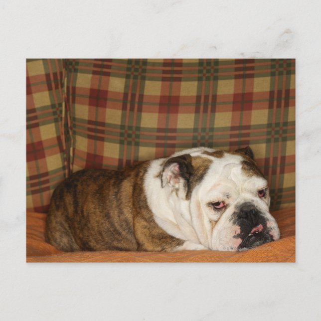 bulldog lying on a sofa postcard (Front)