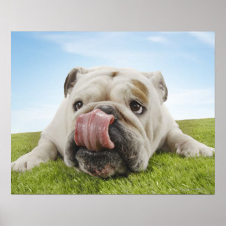 Bulldog Lying on Grass Licking Lips Poster