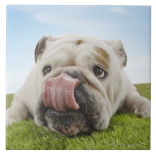 Bulldog Lying on Grass Licking Lips Tile