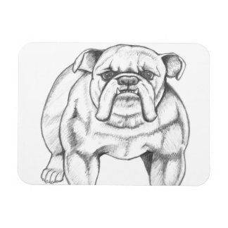 Bulldog magnet