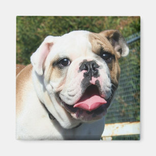 Bulldog magnet