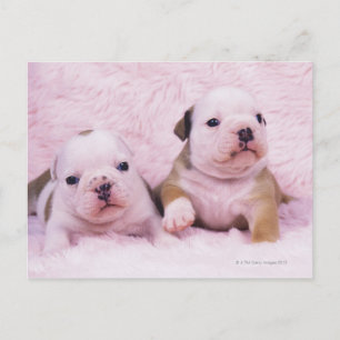 Bulldog; often called the English Bulldog. Is a Postcard