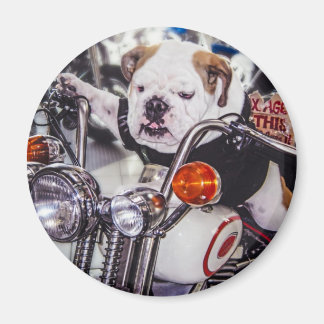 Bulldog on Motorcycle Magnet