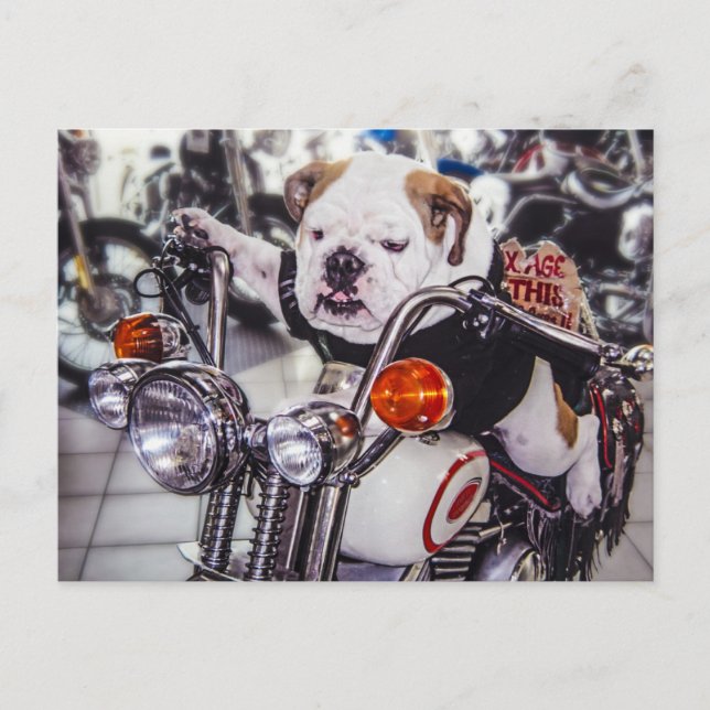Bulldog on Motorcycle Postcard (Front)