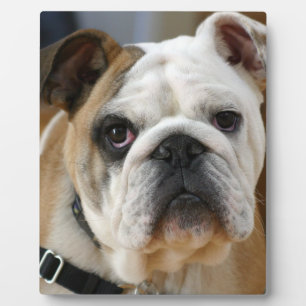 Bulldog.png Plaque