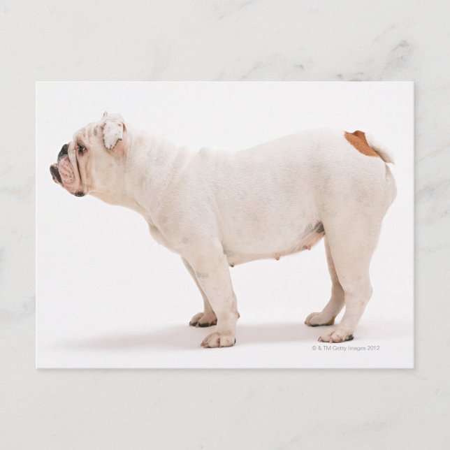 Bulldog Postcard (Front)