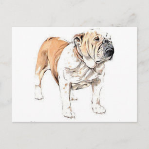 Bulldog Postcard