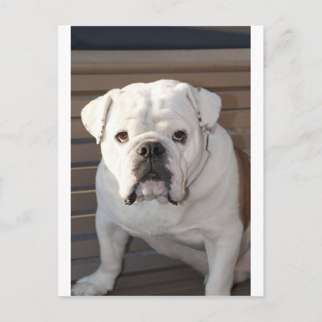 Bulldog Postcard (Front)