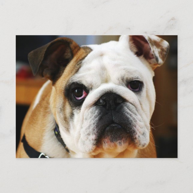 Bulldog Postcard (Front)