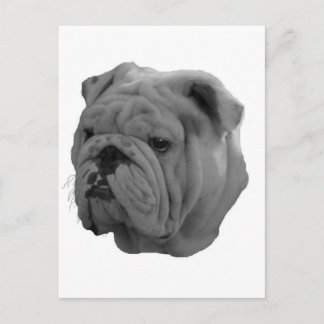 Bulldog Postcard