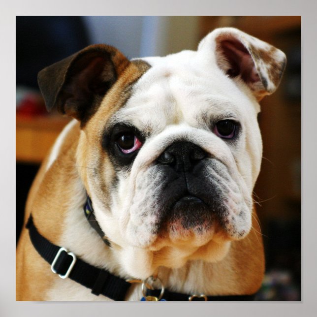 Bulldog Poster (Front)