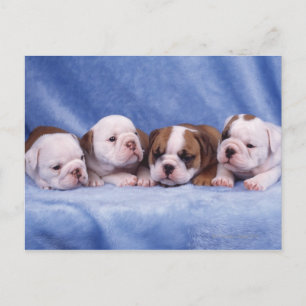Bulldog puppies postcard
