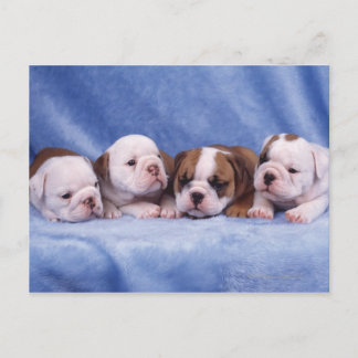 Bulldog puppies postcard