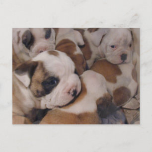 Bulldog  Puppies Postcard