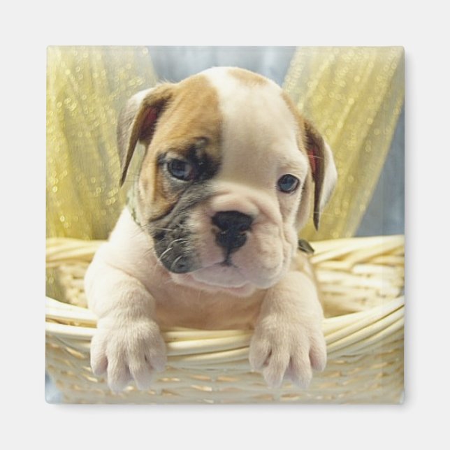 Bulldog Puppy in Basket Magnet (Front)