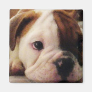 Bulldog puppy Magnet