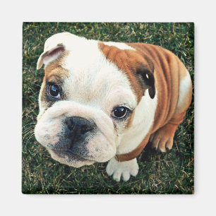 Bulldog Puppy Magnet
