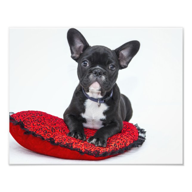 Bulldog Puppy Photo Print (Front)
