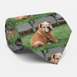 bulldog puppy red and white tie