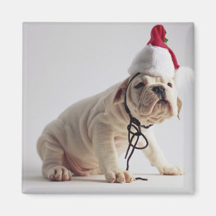 Bulldog Puppy Wearing Santa Hat Magnet